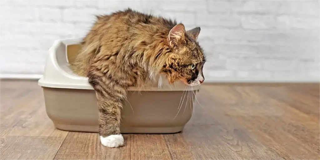 cat-leaving-litter-box_Lightspruch_Shutterstock.png